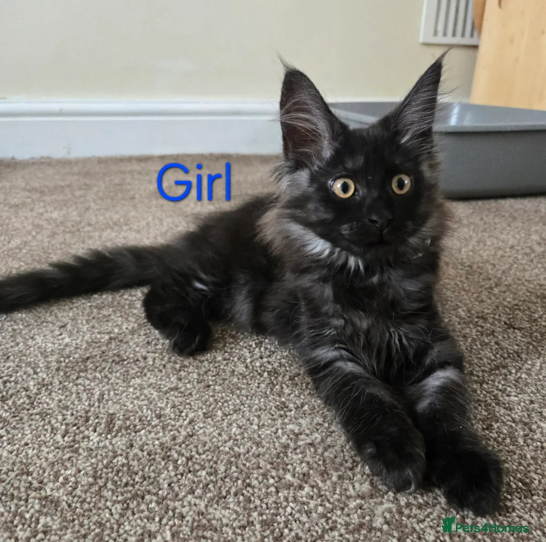 Maine Coon cats for sale: 2 Maine Coon girls. - Advert 1