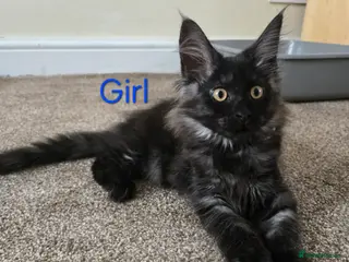 Maine Coon cats for sale: 2 Maine Coon girls. - Advert 2