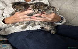 Domestic Shorthair cats for sale: 6 beautiful kittens available  - Image 7