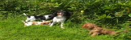 Cavalier King Charles Spaniel dogs for sale: * DNA TESTED CLEAR PUPPIES * - Advert 4