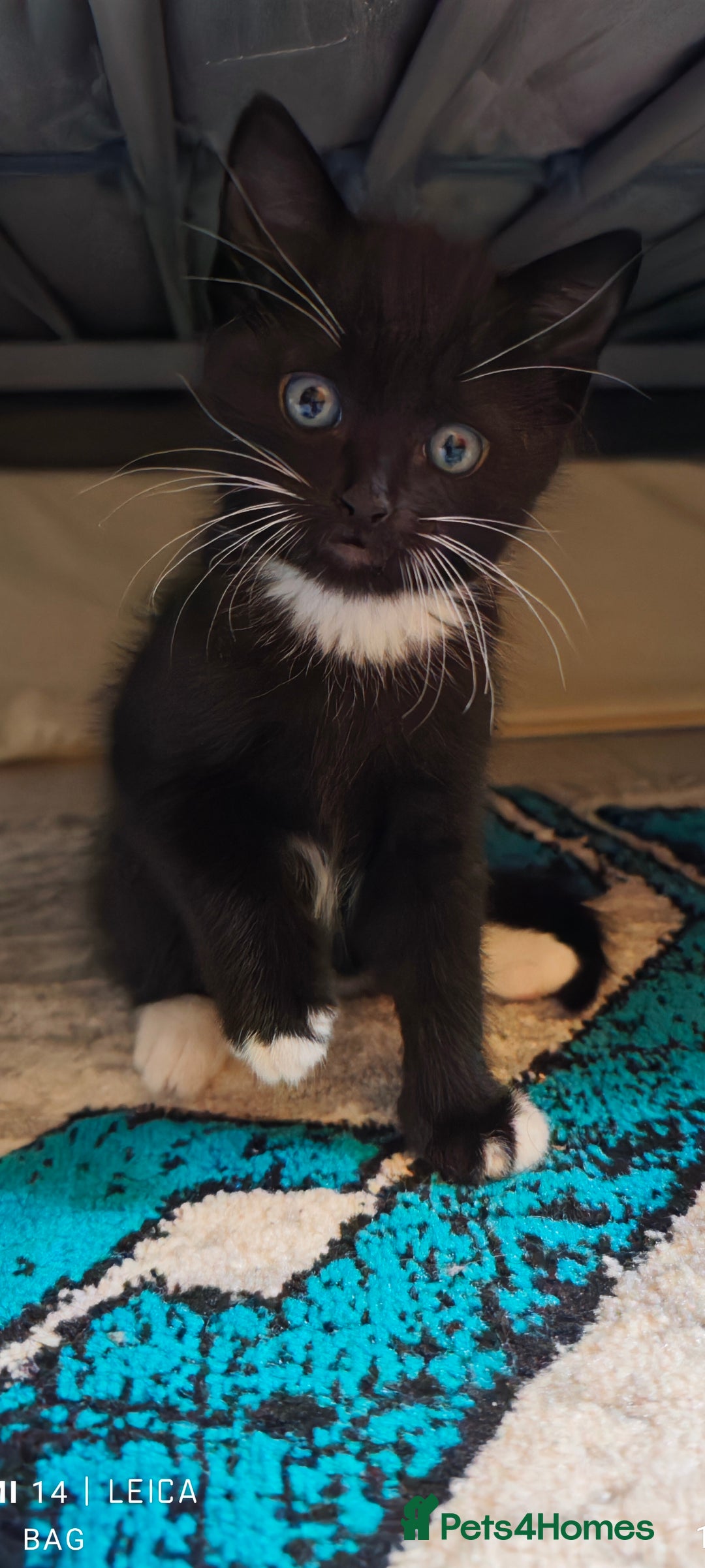 Ragdoll cats for sale: Ragdoll 3kittens😻😺😻 - Advert 5