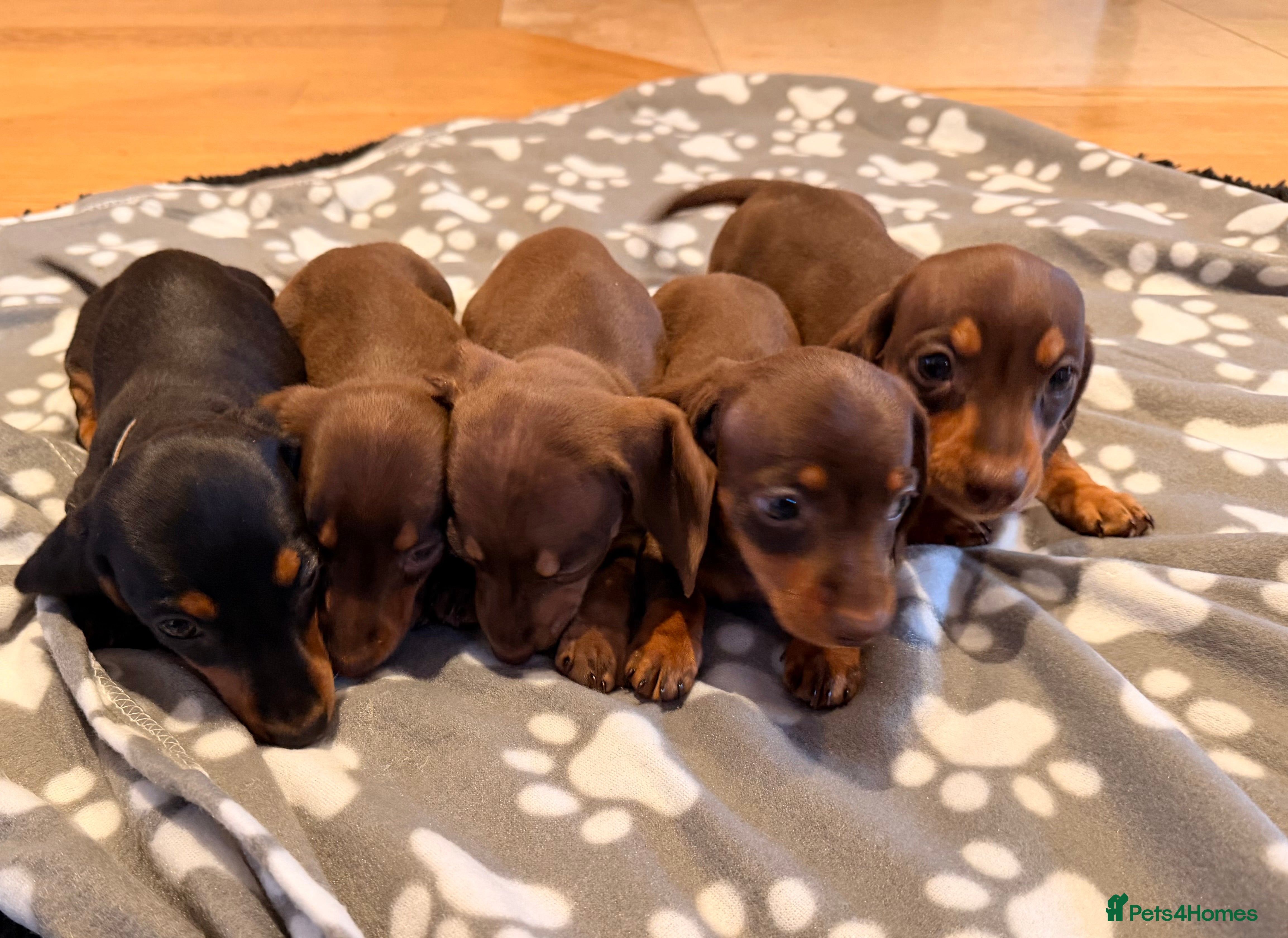 Miniature Dachshund dogs 5 miniature dachshund puppies  - Advert 2