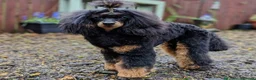 Toy Poodle dogs for sale: Kc toy poodle puppies - Advert 5