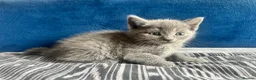 Scottish Fold cats for sale: Scottish fold - Advert 8