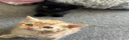 Mixed Breed cats for sale: 1 boy and 2 girl kittens for sale  in Farnborough - Advert 11