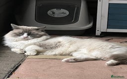 Ragdoll cats for sale: Persian x Ragdoll kittens - Image 22