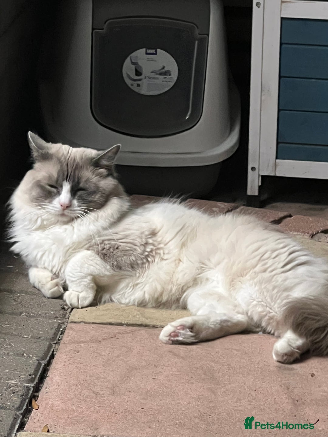 Ragdoll cats for sale: Persian x Ragdoll kittens - Image 22