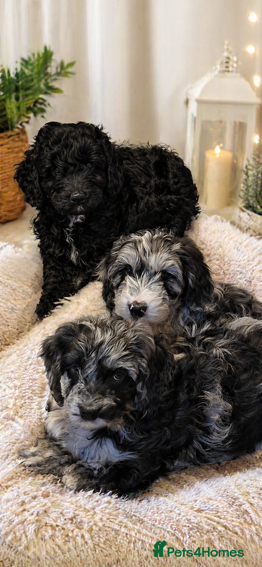 Australian Labradoodle dogs AUSTRALIAN LABRADOODLE  - Advert 3