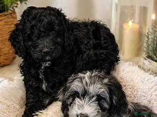 Australian Labradoodle dogs AUSTRALIAN LABRADOODLE - Advert 16