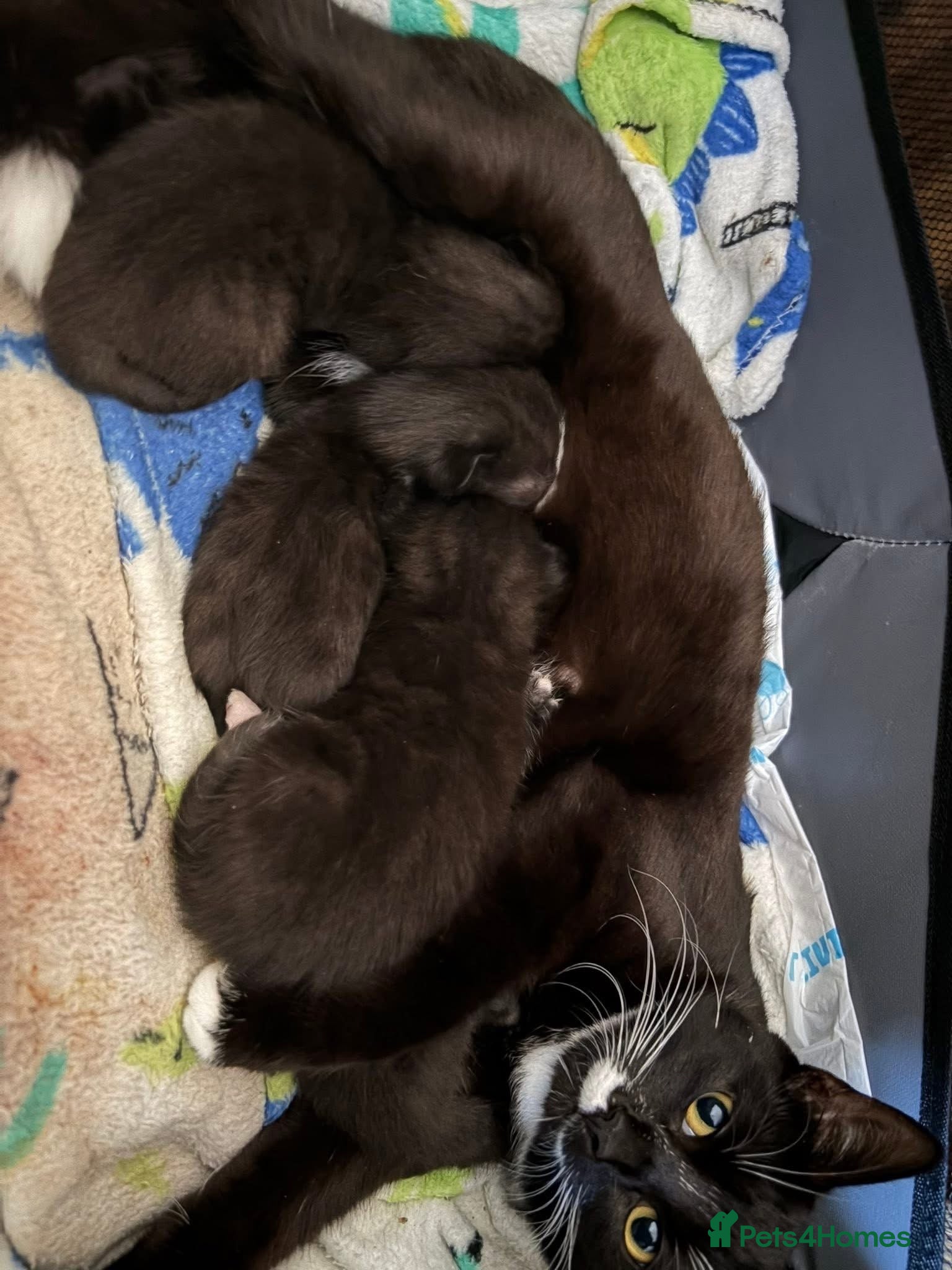Mixed Breed cats for sale: 3 Tuxedo Kittens - Advert 1