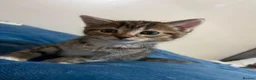 Mixed Breed cats for sale: 2 stunning kittens for sale - Advert 7