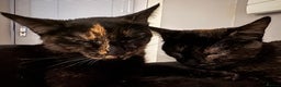 British Shorthair cats for sale: Bonded tortie kittens looking for forever home - Advert 5