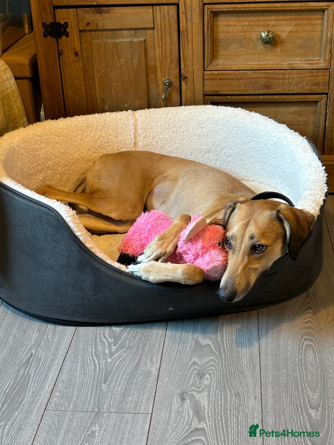 Mixed Breed dogs for sale: Beautiful saluki x greyhound for adoption - Image 24