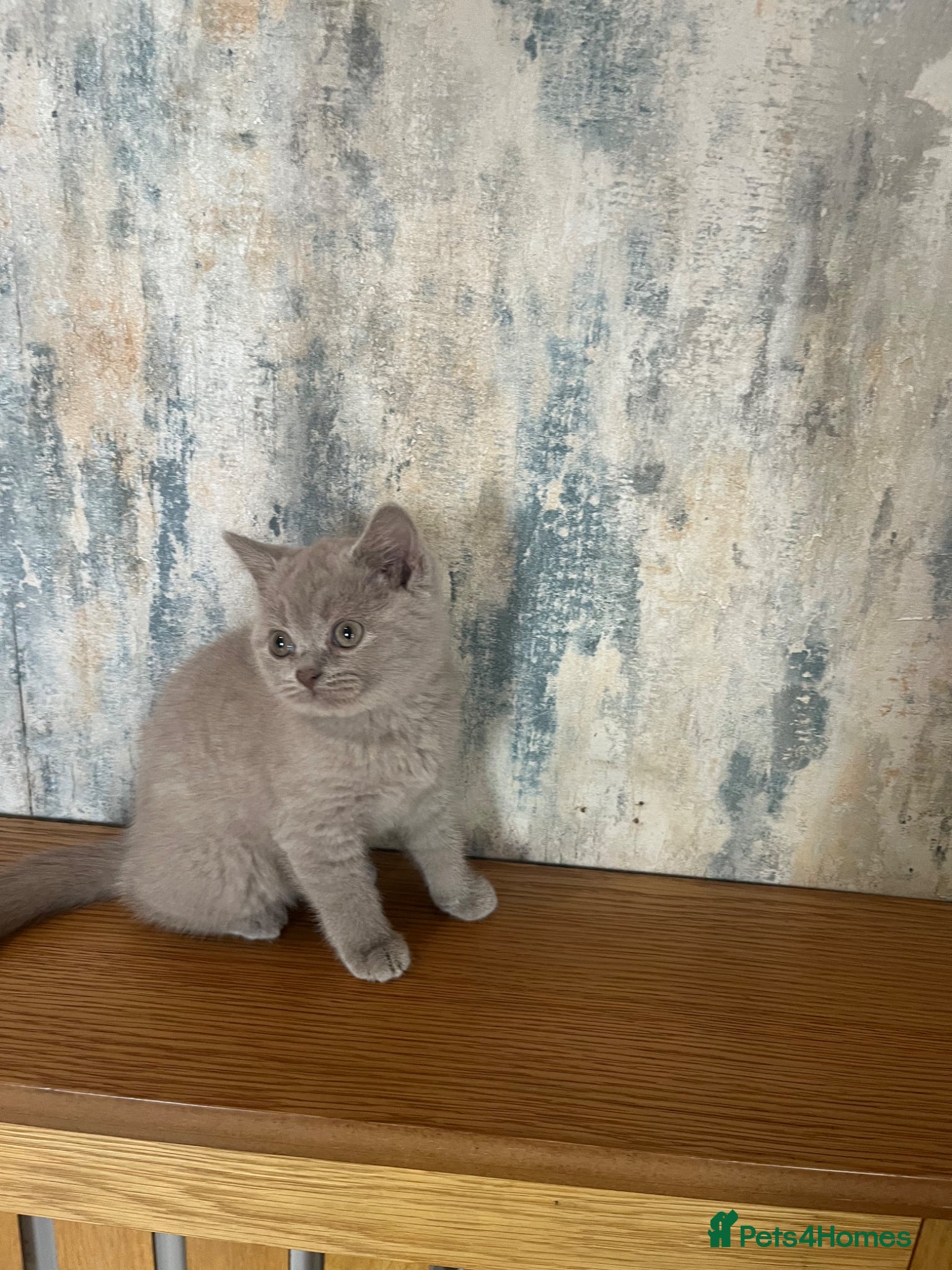British Shorthair cats Very loving lilac boy READY NOW - Advert 1