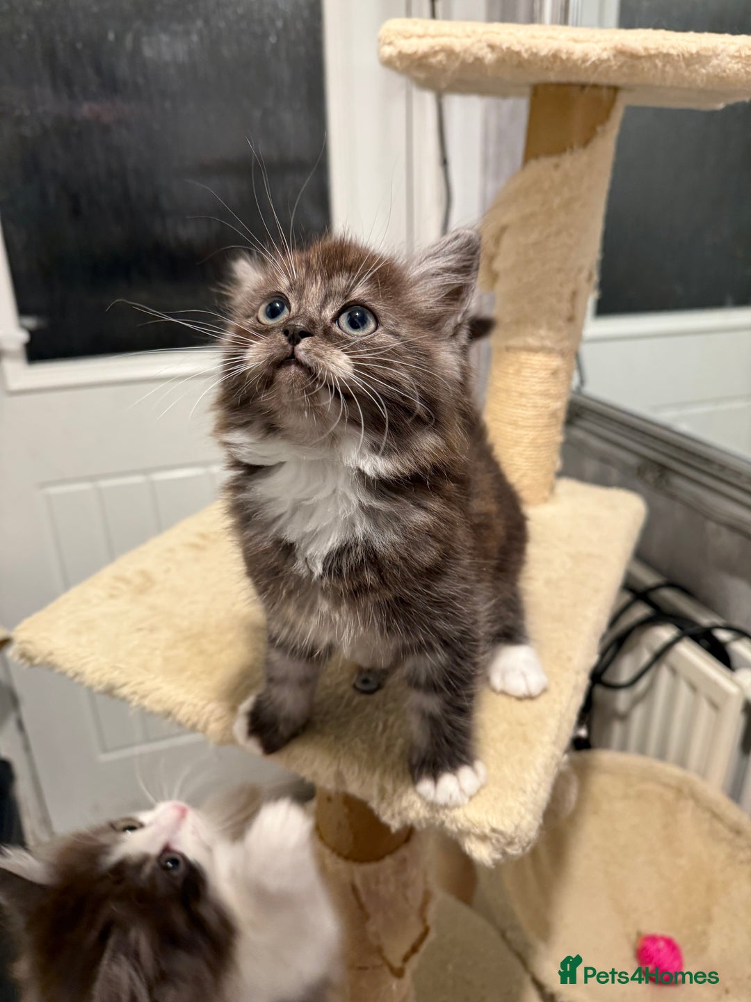 Persian cats for sale: ragdoll x persian kitties  - Advert 5