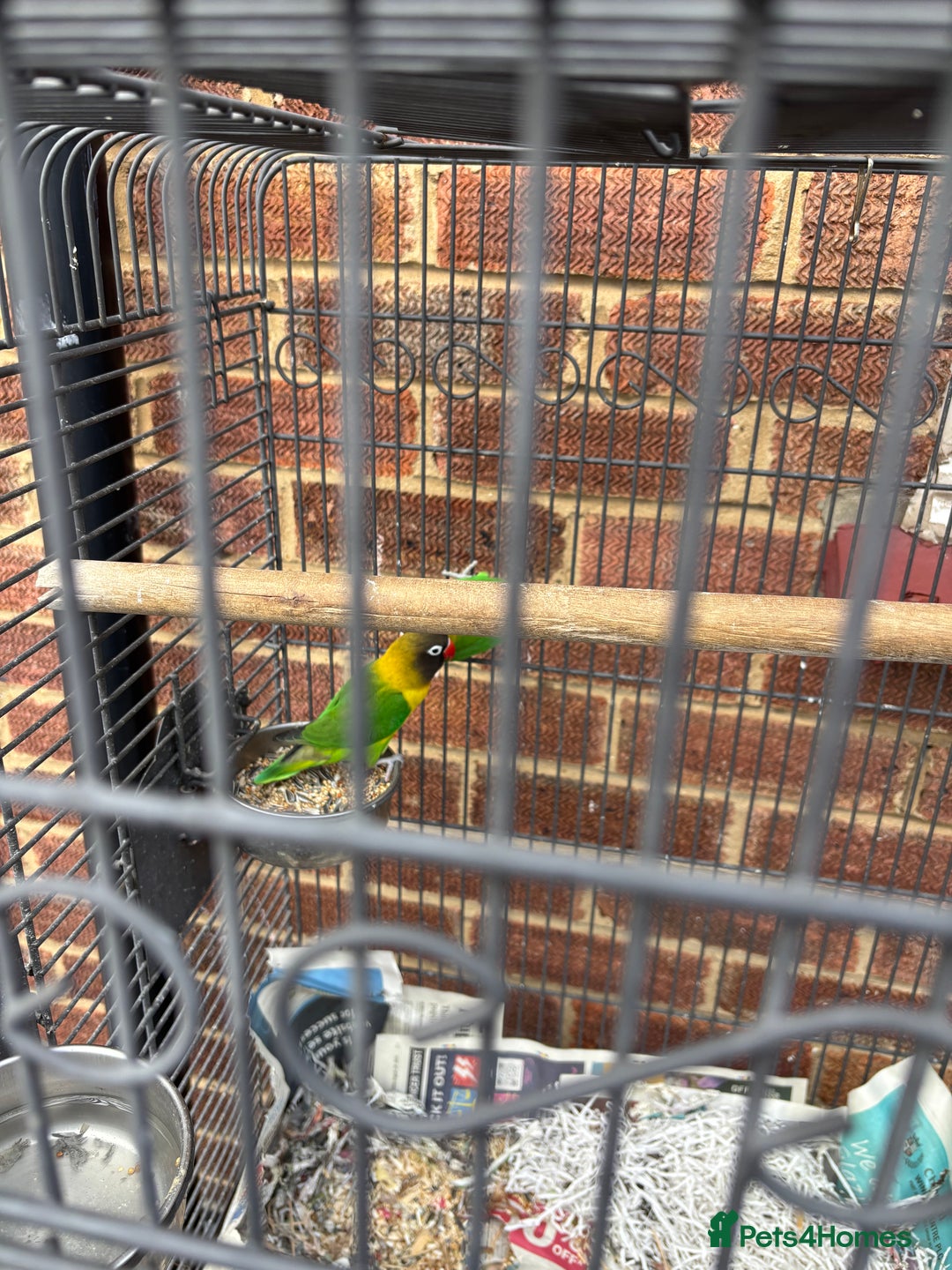 Lovebirds birds for sale: Pair of lovebirds  - Image 4