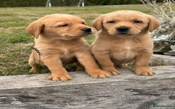 Goldador dogs for sale: Gorgoeus Goldador’s-Health Tested  - Image 5