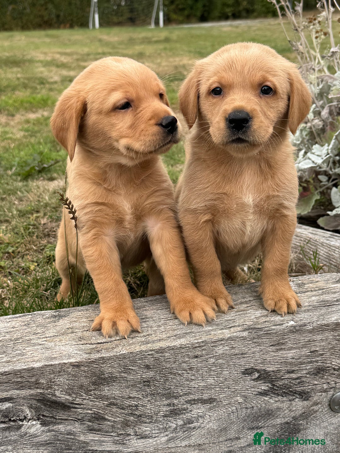 Goldador dogs for sale: Gorgoeus Goldador’s-Health Tested  - Image 5
