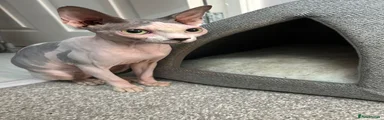 Cruella 