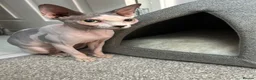Sphynx cats for sale: Piggy & Cruella 3 year old bonded Sphynx cats  in Chesterfield - Advert 3