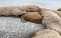 Labrador Retriever dogs for sale: 🐶 Stunning Fox Red & Yellow Labrador Puppies 🐶 - Image 9