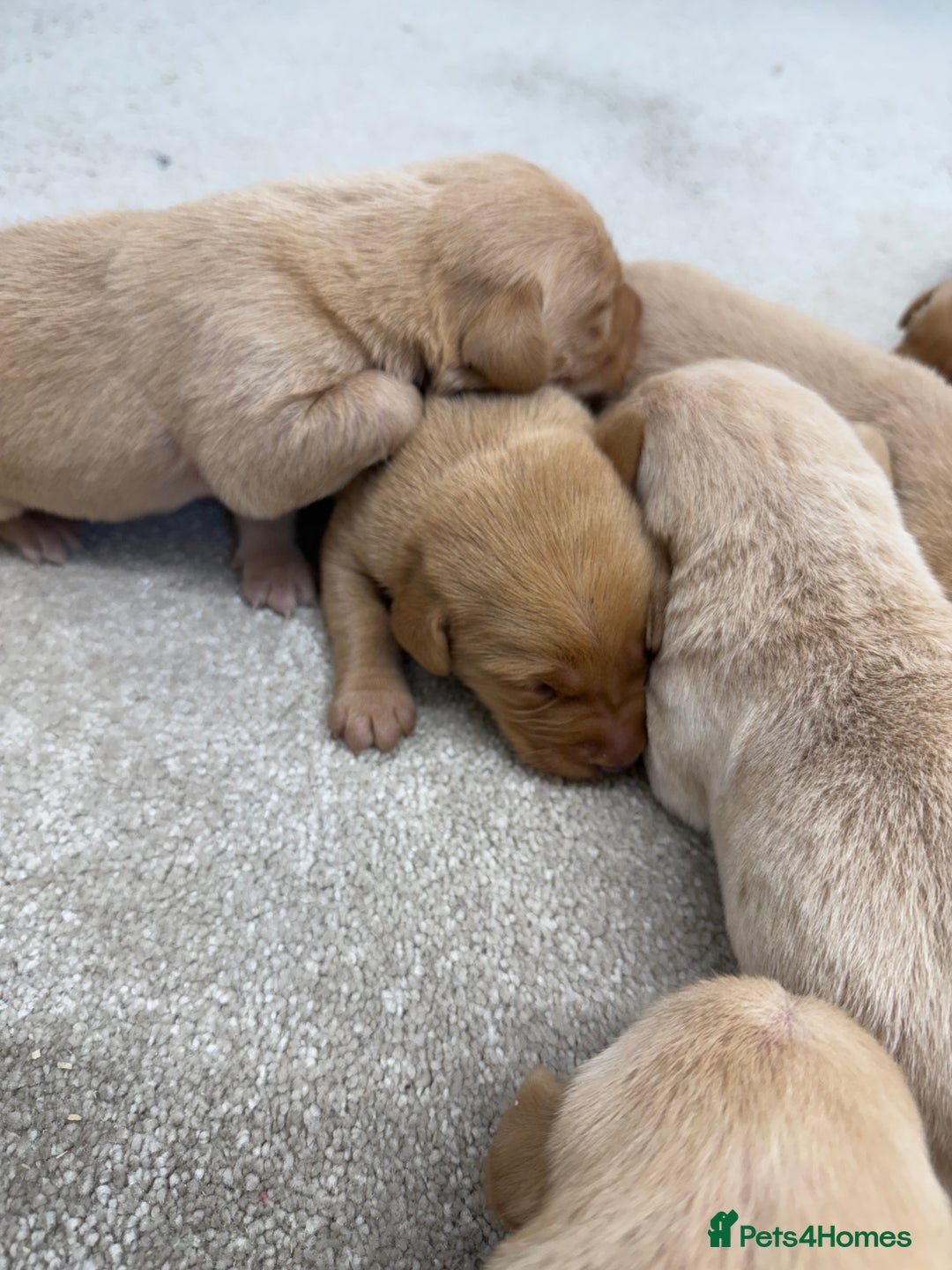 Labrador Retriever dogs for sale: 🐶 Stunning Fox Red & Yellow Labrador Puppies 🐶 - Image 9