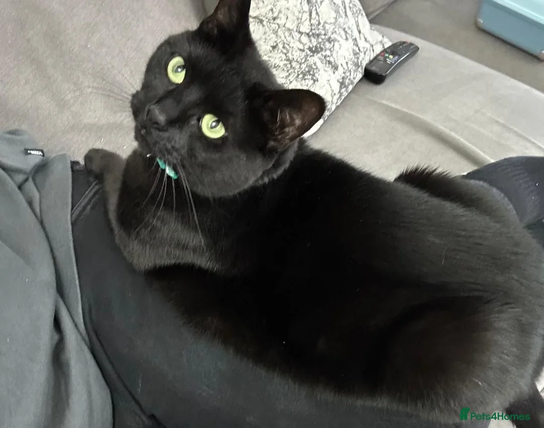 Mixed Breed cats for sale: 2 adult female cats  - Advert 3
