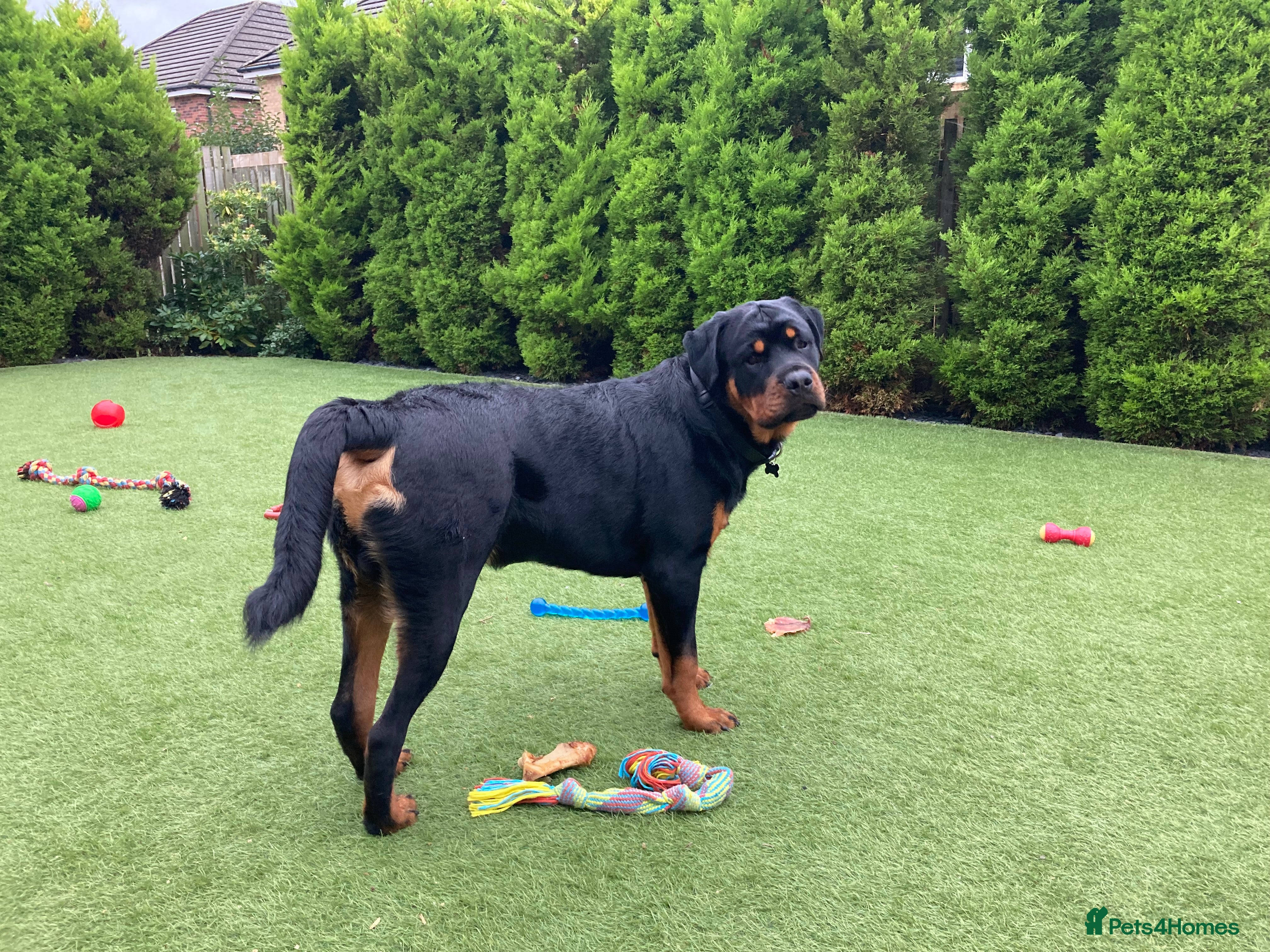 Rottweiler dogs Rottweiler - 4th generation KC registered pedigree - Advert 1