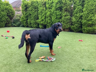 Rottweiler dogs Rottweiler - 4th generation KC registered pedigree - Advert 1