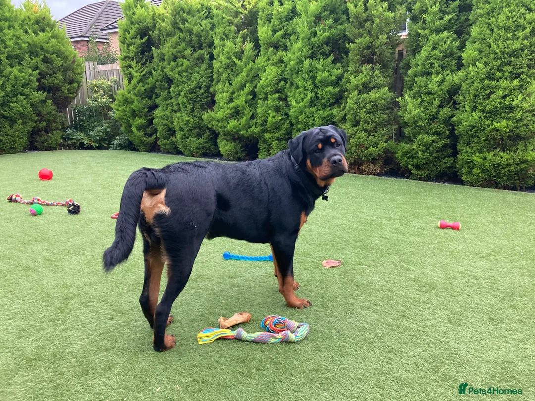 Rottweiler dogs for stud: Rottweiler - 4th generation KC registered pedigree - Advert 1