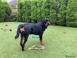 Rottweiler dogs Rottweiler - 4th generation KC registered pedigree - Advert 1