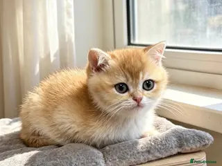 British Shorthair cats 🌟3 Adorable Golden BSH kittens left 🌟 - Advert 7