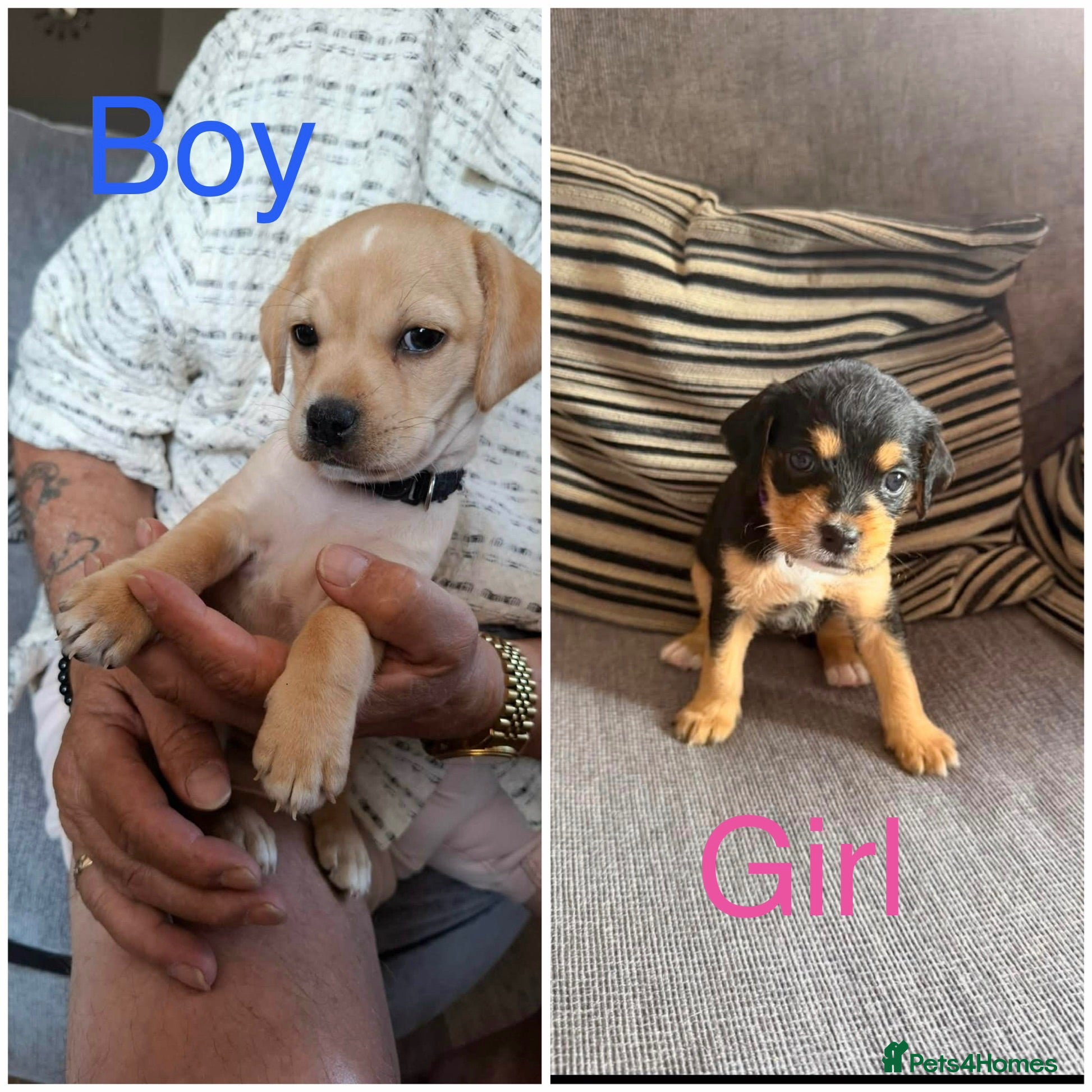Mixed Breed dogs Ready to leave Sunday Cavapoo 1xg girl 1x boy  - Advert 1