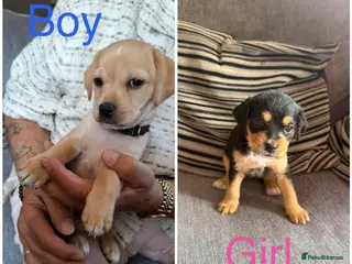 Mixed Breed dogs Ready to leave Sunday Cavapoo 1xg girl 1x boy - Advert 1
