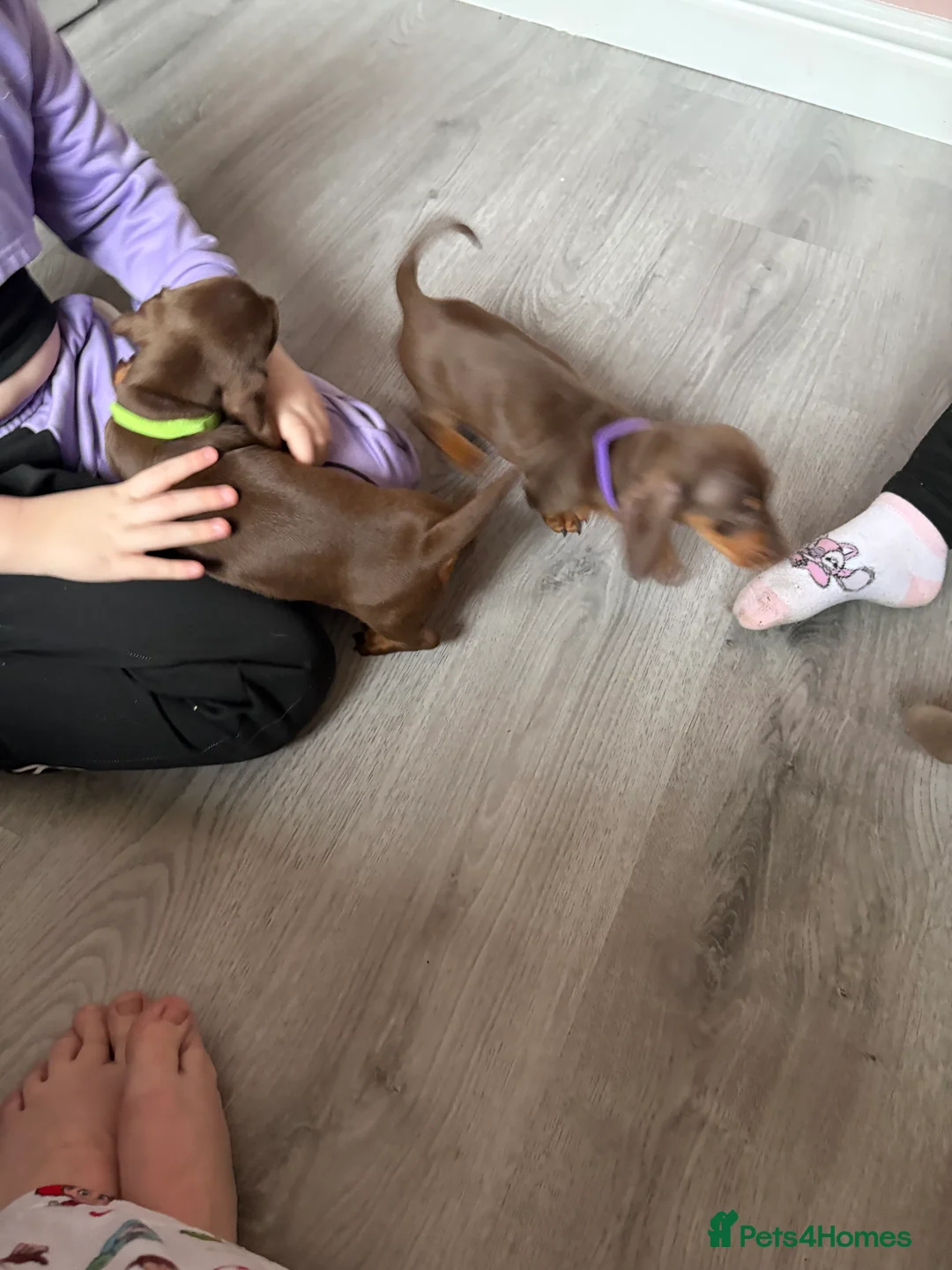 Miniature Dachshund dogs for sale: Miniature dachshund  - Advert 12