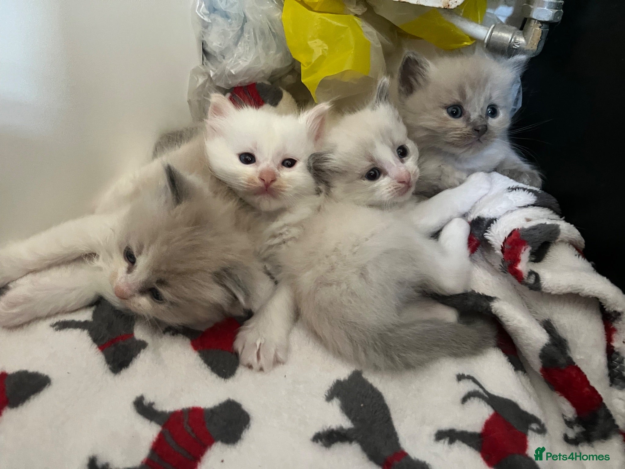 Ragdoll cats Beautiful mink & traditional ragdoll kittens  - Advert 2