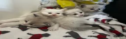 Ragdoll cats for sale: Beautiful mink & traditional ragdoll kittens  - Advert 7