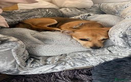 Mixed Breed dogs for sale: Chihuahua x Jack Russell Puppy  - Image 2