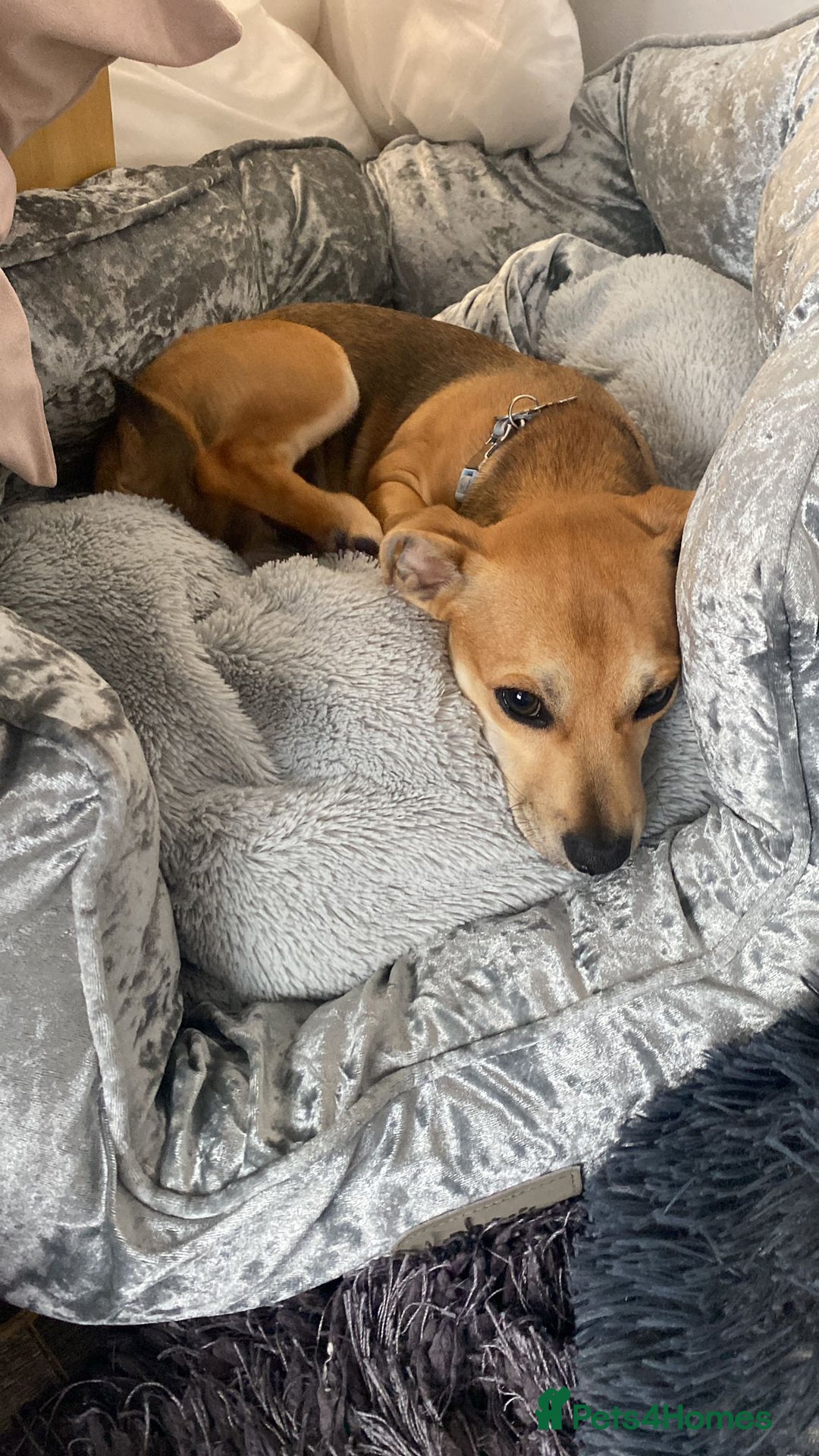 Mixed Breed dogs for sale: Chihuahua x Jack Russell Puppy  - Image 2