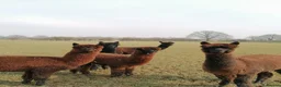 Alpaca livestock for sale: 5 beautiful quality BAS registered alpacas - Advert 5