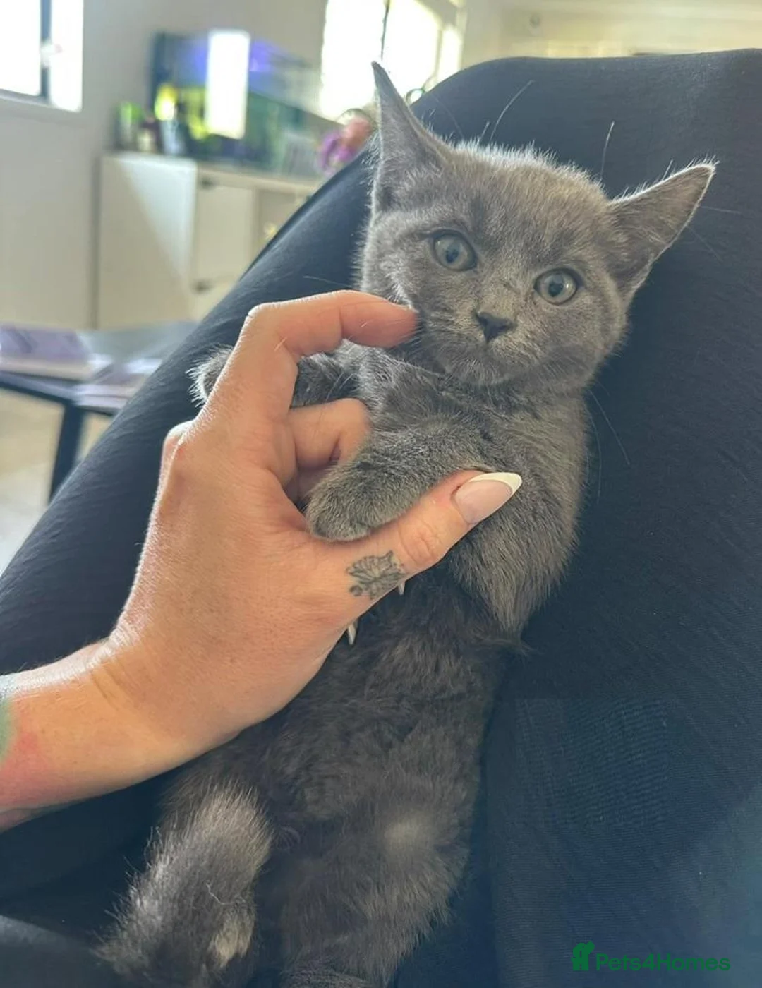 Russian Blue cats for sale: 🚻Super excited Russian👒 B kitties up to go🔵 in Orpington - Advert 2