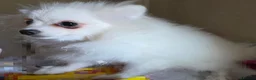 Pomeranian dogs for sale: Pedigree Ice White Pomeranian puppies - Advert 3