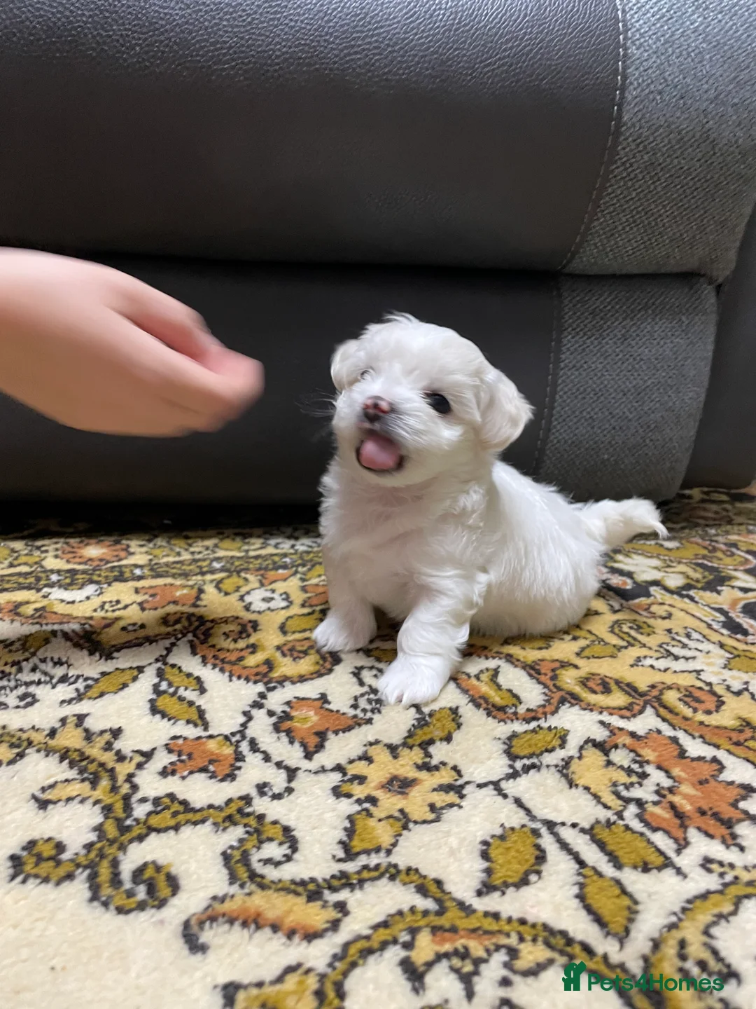 Maltese dogs for sale: Bichon Frise 2 lovely boys - Advert 6