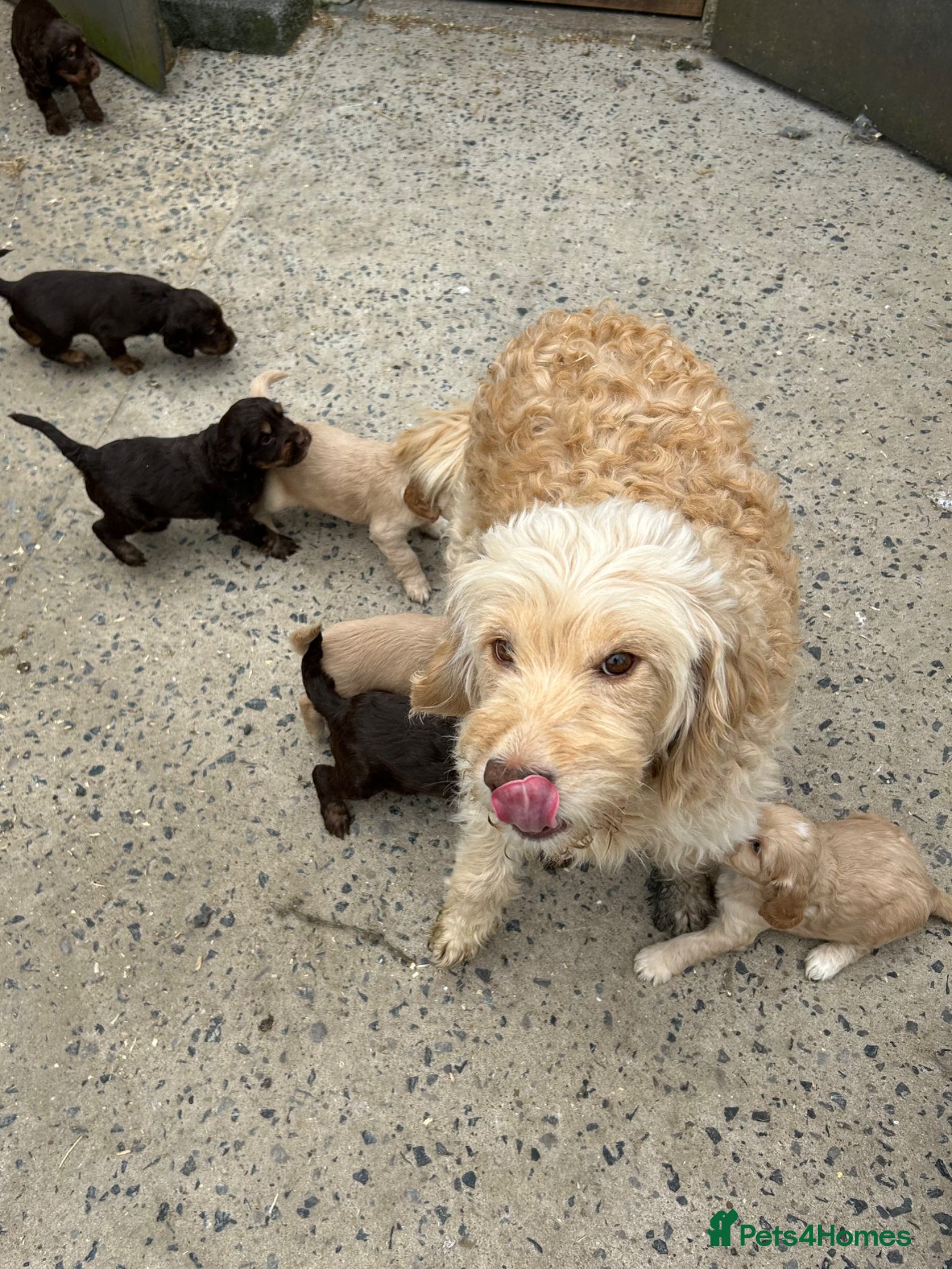 Mixed Breed dogs for sale: Mini Doodle x Cocker pups - Advert 6