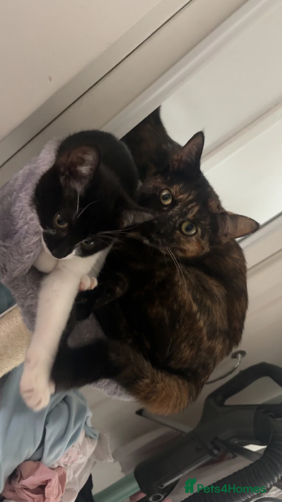 Domestic Shorthair cats for sale: Young cats - Advert 3
