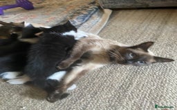 Siamese cats for sale: Four Siamese mix kittens - Image 7
