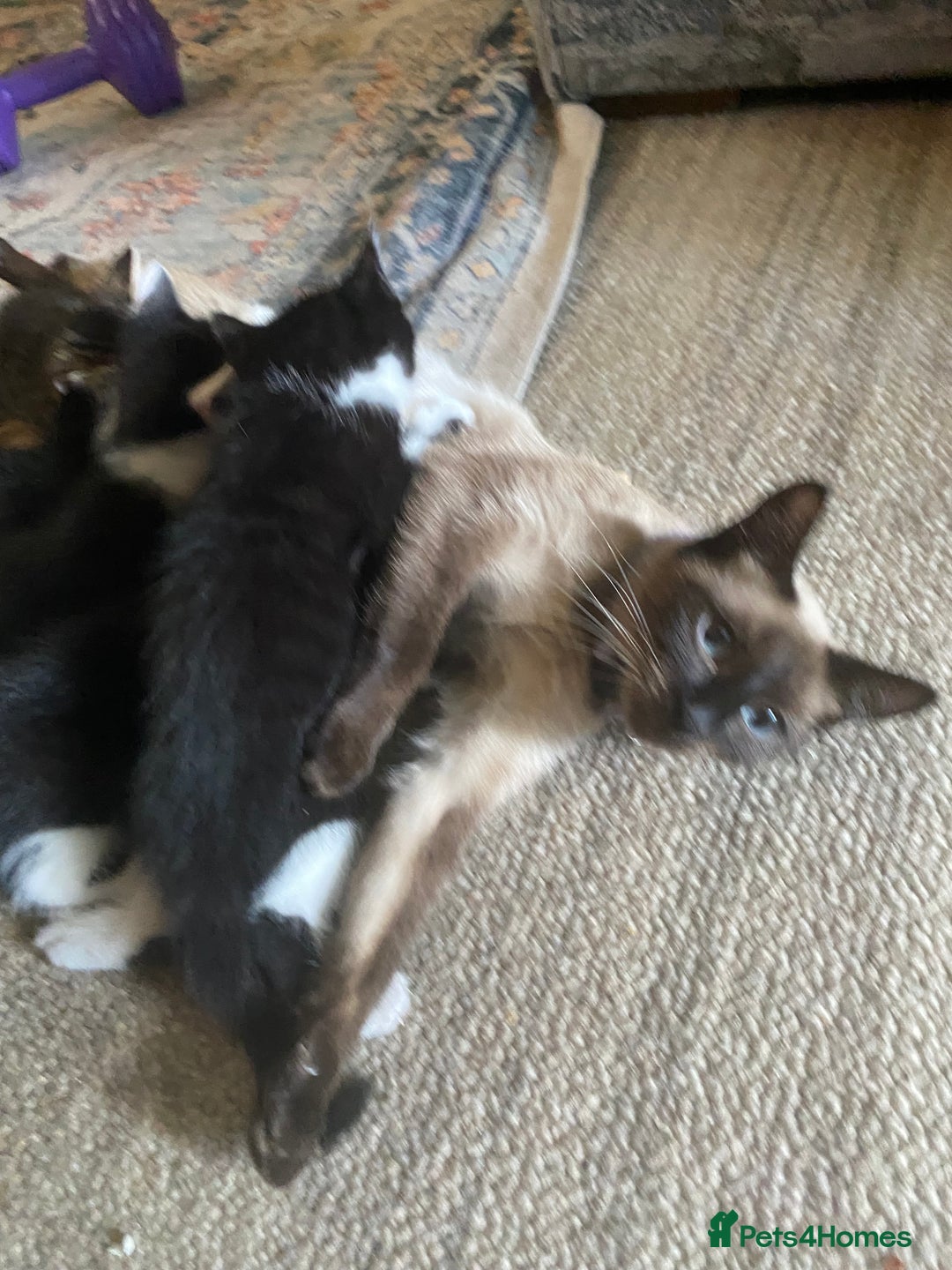 Siamese cats for sale: Four Siamese mix kittens - Image 7