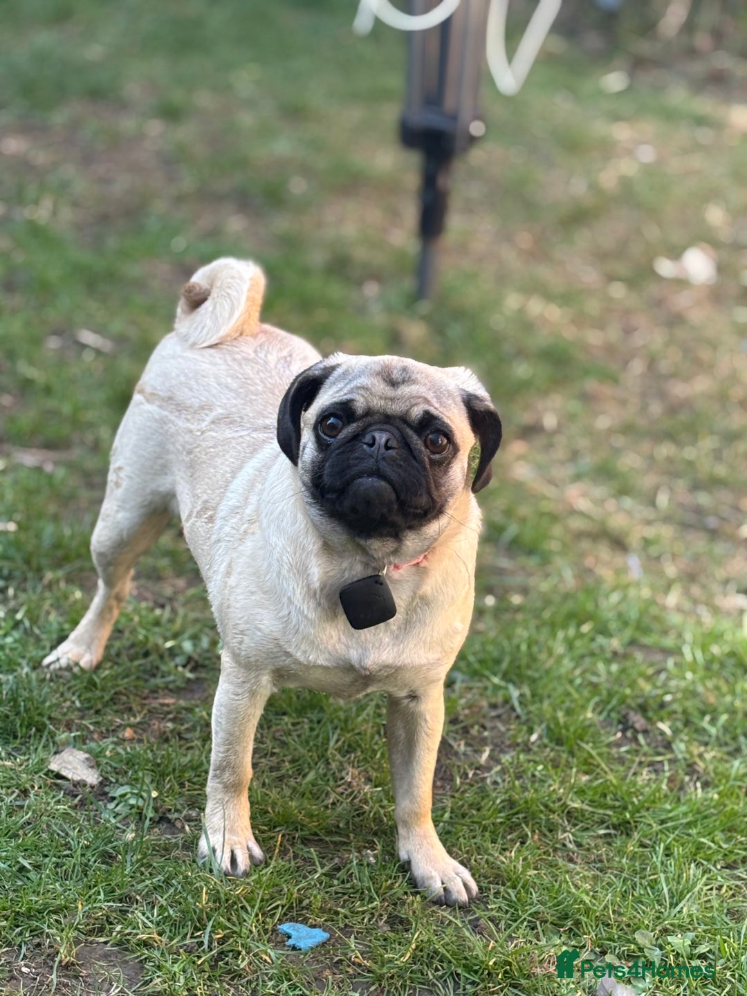 Puggle dogs for sale: Maya pug  - Image 14