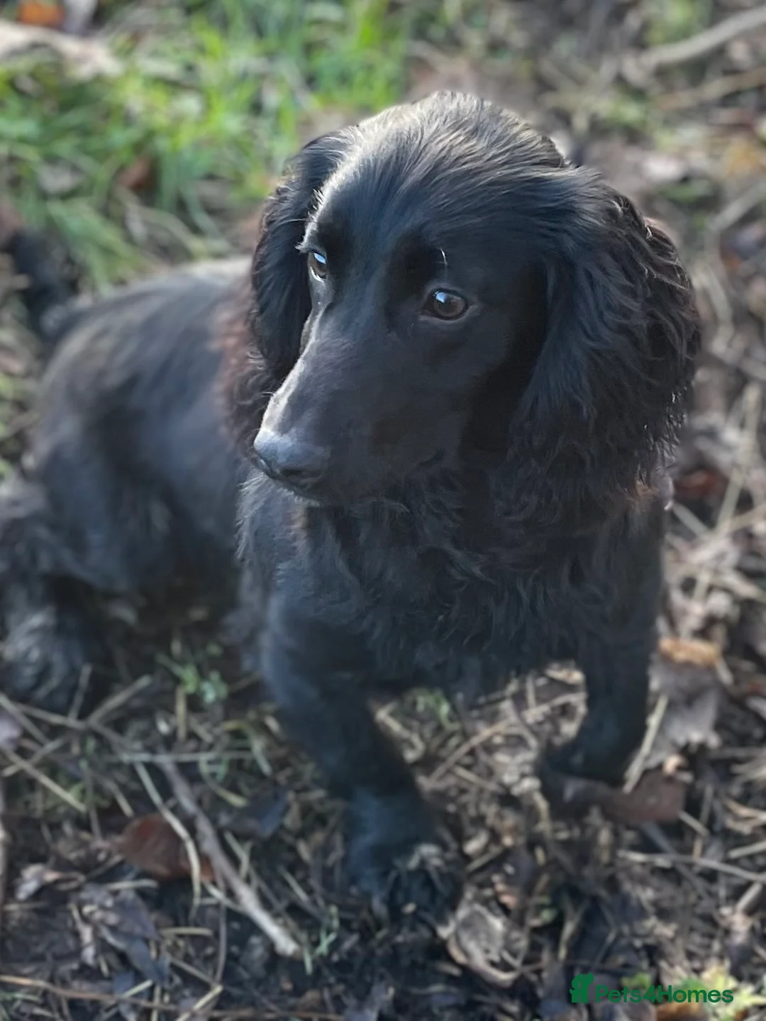 Cocker Spaniel dogs for stud: Fully health tested KC black Stud  in Driffield - Advert 2
