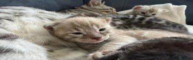 Bengal 2